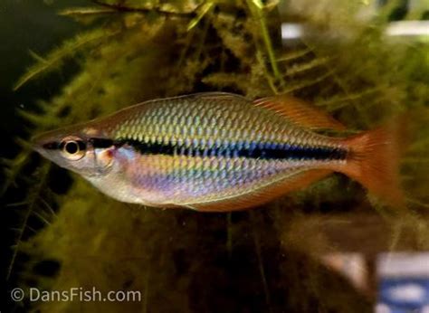 Rainbowfish Dans Fish