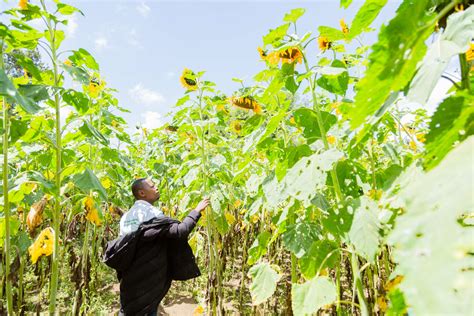 volunteer opportunity  effect uganda finance administration