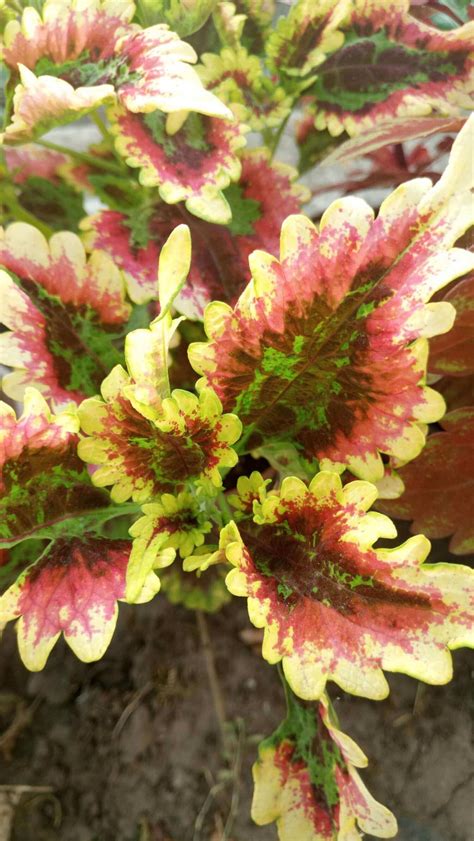 PlanetalsadКолеус (Coleus «El Brighto»): фотогалерея сорта - Planetalsad