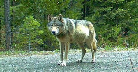 Brand New Wolf Pack Discovered In Northern California’s Plumas County Active Norcal