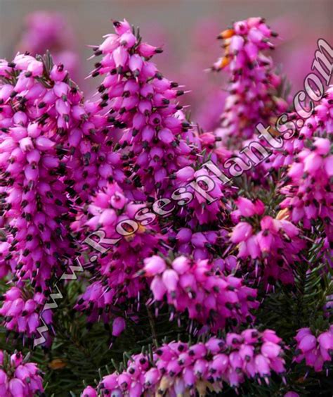 Червена Ерика/Erica carnea