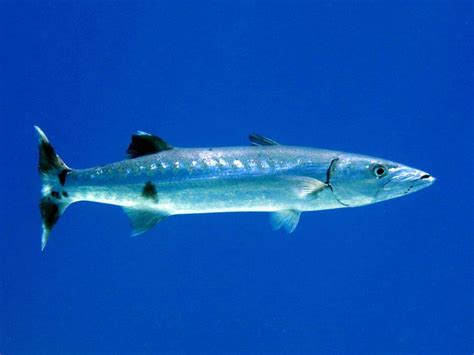 Great barracuda - Alchetron, The Free Social Encyclopedia