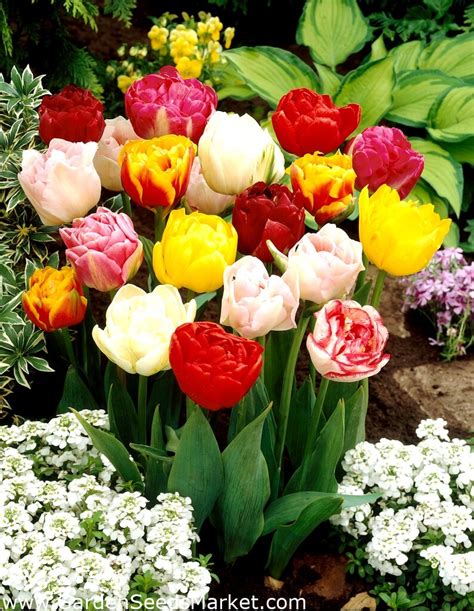 Double Tulip Selection Double Mix 5 Pcs Garden Seeds Market