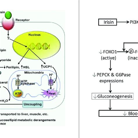 Physiological actions of irisin in skeletal muscle | Download ...