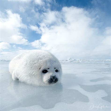 Baby Ocean Animals Who are Here to Brighten Your Day - Ocean Conservancy