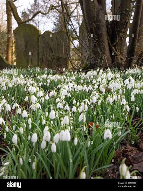 Hillmorton Warwickshire UK 15th February 2021 A Clump Of Snowdrops