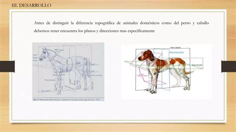 Anatomia Topografica Comparada Ppt