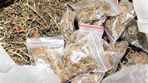 Vijayawada Four Arrested Kg Ganja Seized The Hindu