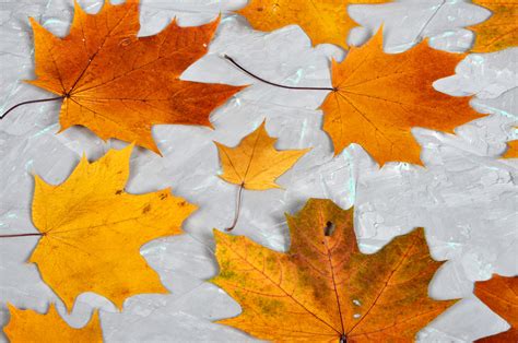 Maple leaves background on Behance