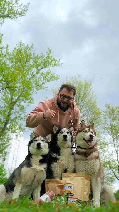 Обзор бренда “Pavik”. Рекомендуем данный корм и вкусняшки #dog #husky # ...