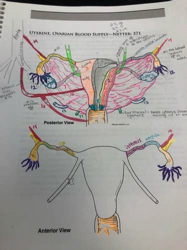 Uterine Ovarian Blood Supply Flashcards Quizlet