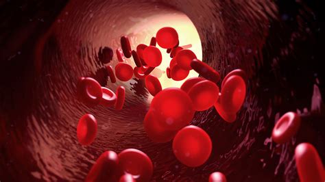 blood function  composition healthengine blog