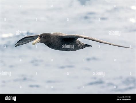 Southern Giant Petrel Macronectes Giganteus Antarctic Giant Petrel