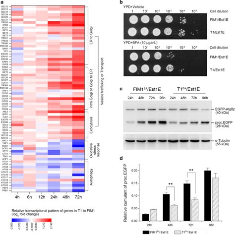 Transcriptomic analysis and experimental verification. a Relative ... 