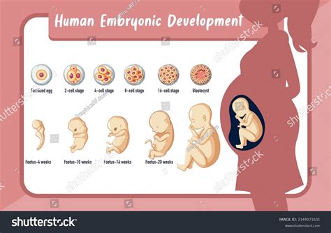 Human Embryonic Development Human Infographic Illustration Stock Vector (Royalty Free ...