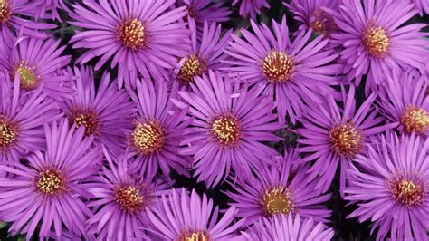 Purple Flowers Hd Wallpaper Wallpaper Flare