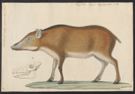 Wild Boar Sus Scrofa Display Full Image