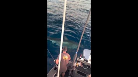 “give Her A Pat Mate” Great White Shark Stuns Fishermen