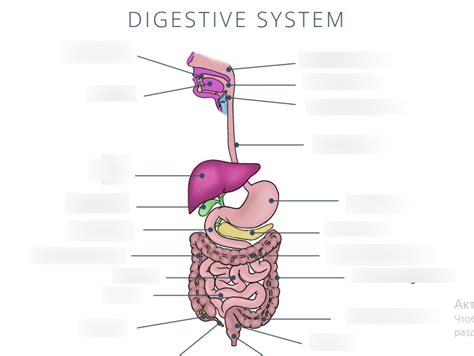 Digestive System Diagram Quizlet