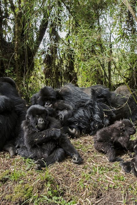 do gorillas swing from vines 2