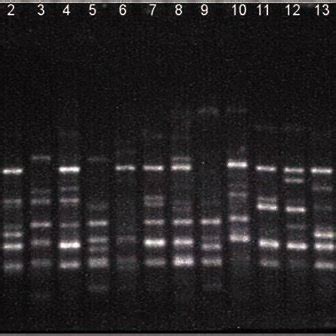 Eric Pcr Profiles Of Escherichia Coli Isolates From Feces Of Apparently