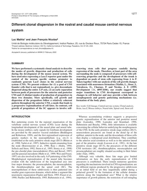 (PDF) Different clonal dispersion in the rostral and caudal mouse ...