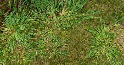 How to Kill Crabgrass Naturally (without killing your lawn) | Lawn Chick