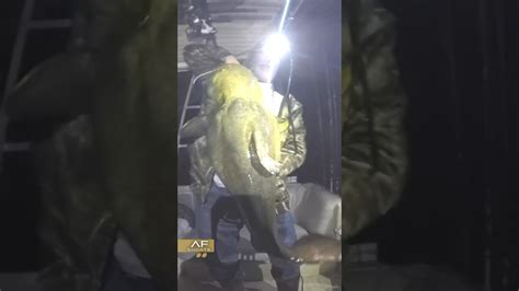 Huge Flathead Catfish Youtube