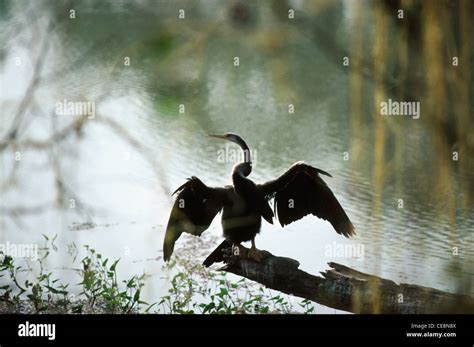 Indian Snake Hi Res Stock Photography And Images Alamy