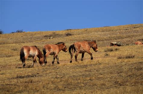 Hustai National Park - Home of the Takhi Wild Horses of Mongolia