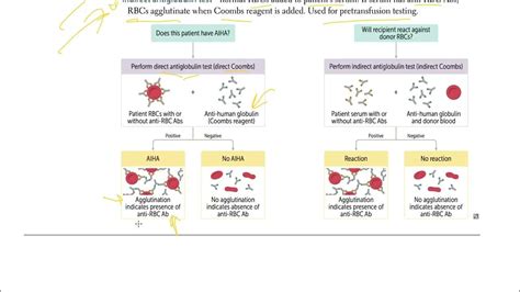 6 Coombs Testing Direct And Indirect Coombs Test Usmle Step 1