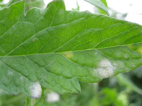 Why White Spots On Tomato Leaves Treat Get Rid