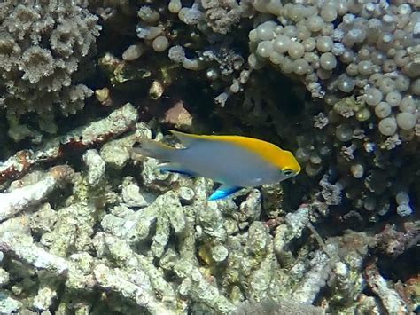 Snorkeling on Komodo Resort's House Reef | Snorkeling in Indonesia