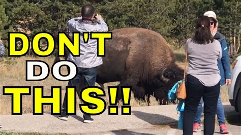 Tourist Approach Huge Bison In Yellowstone National Park Youtube