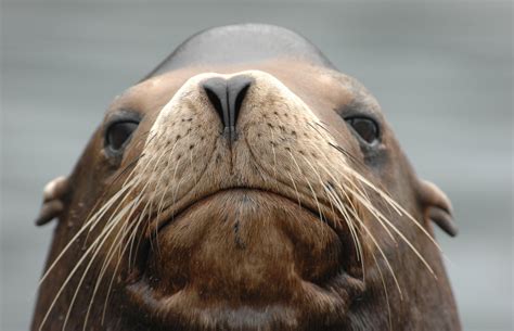 Watch Pregnant Sea Lion Wanders Onto California Golf Course Iheart