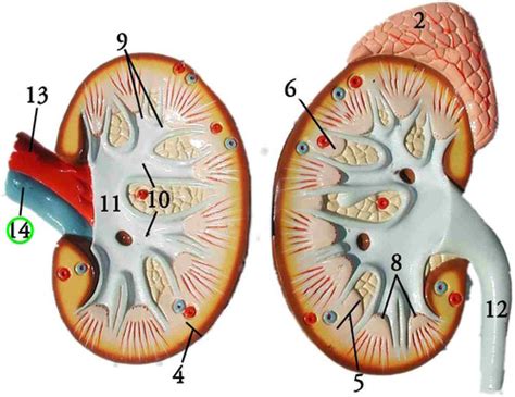 Kidney And Adrenal Gland Model 148 Flashcards Quizlet