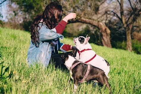 French Bulldog Nutrition Plan: A Guide to Health and Vitality