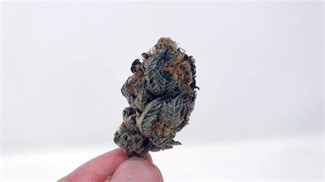 Sunset Sherbert Strain Review Everything You Need To Know About The