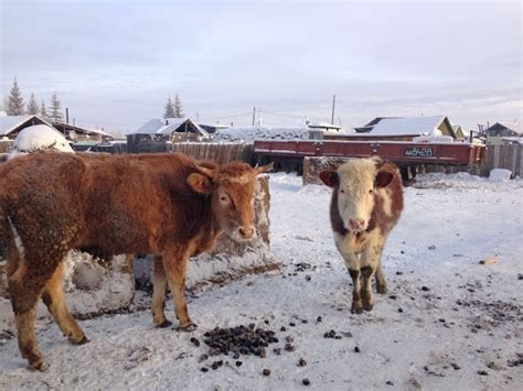 Life Of Countrysides Girl From Yakutia Countryside Part 2 A