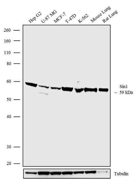 MAPKAP1 Recombinant Polyclonal Antibody Invitrogen 100 μg