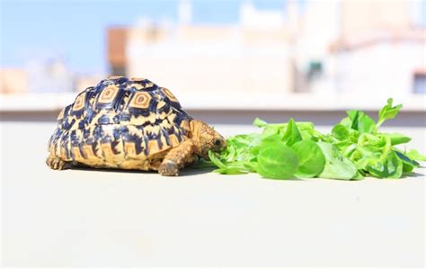 Tortuga Comiendo Lechuga Verde Foto Premium