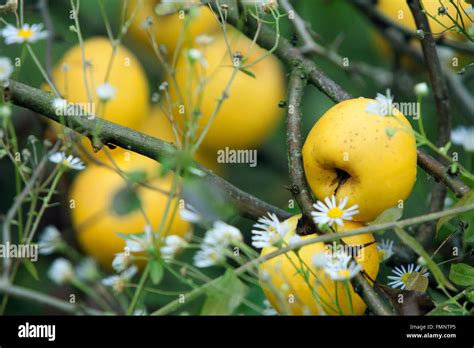 Japanese Quince Fruit Fruits Chaenomeles Speciosa Cardinalis Stock