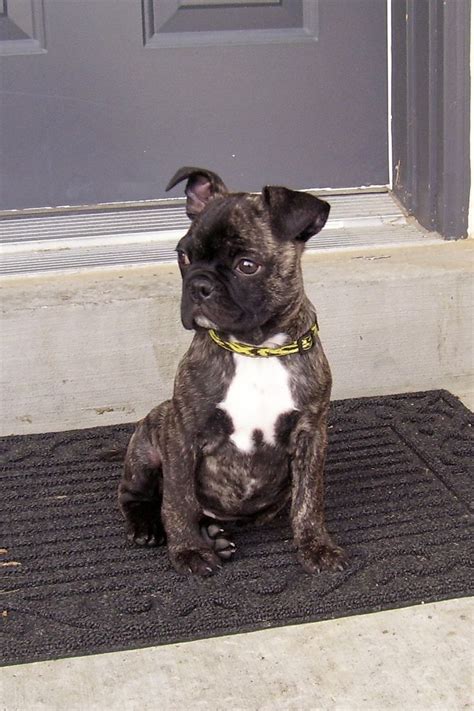 Boston terrier pug mix- bug this is what tilly is this looks excactly ...