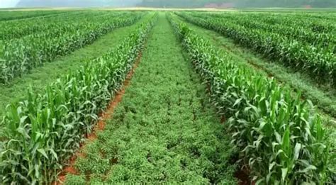 intercropping images
