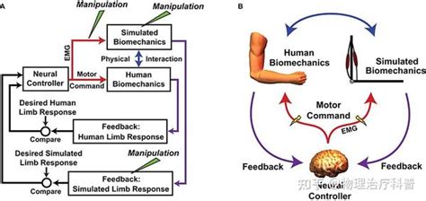 Sensorimotor Control