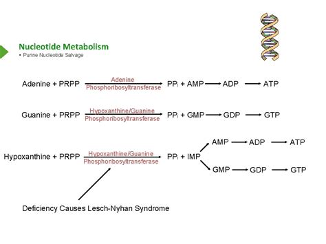 Nucleotide Metabolism Biochemistry Free For All Nucleotide Metabolism