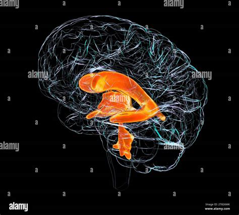 Anatomie Du Cerveau De L Enfant Banque De Photographies Et Dimages