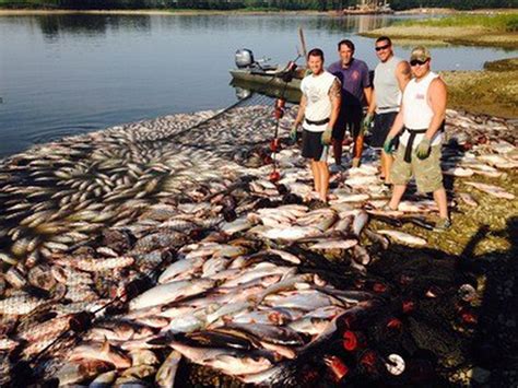 Asian Carp Jumping