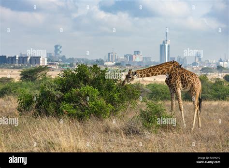 Una Sola Masai Jirafa Giraffa Camelopardalis Tippelskirchi