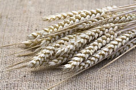 Wheat Ears Stock Image Image Of Natural Healthy Close 15201369